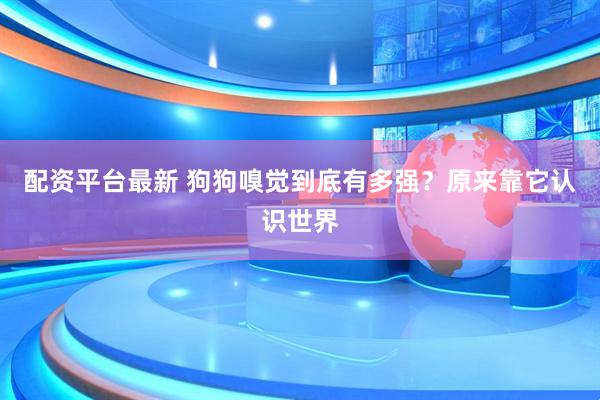 配资平台最新 狗狗嗅觉到底有多强？原来靠它认识世界